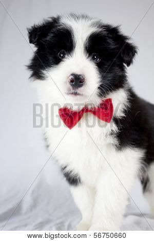 Puppy with red bow