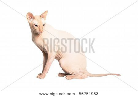 Don Sphinx (donsphinx) Cat. Isolated On White Background.