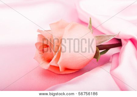 Pink rose