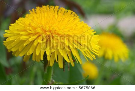 Dandalion