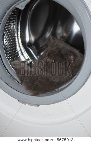 Funny kočka