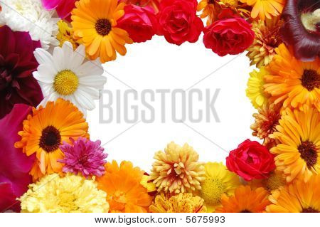 Quadro da fiori con petali di vari colori