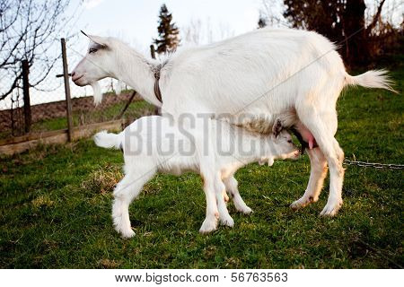 Goat And Goatling