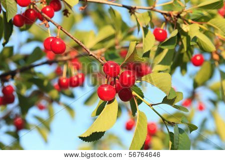 Cherry Orchard