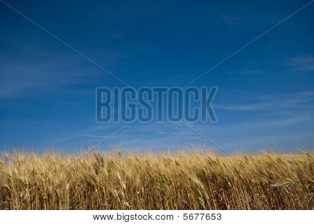 PAESAGGIO cielo e grano