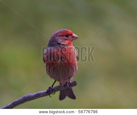 Male purple pinch in winter colors (Carpodacus purpureus)