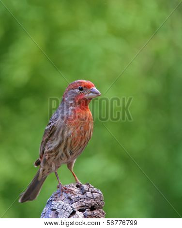 Male purple pinch in winter colors (Carpodacus purpureus)