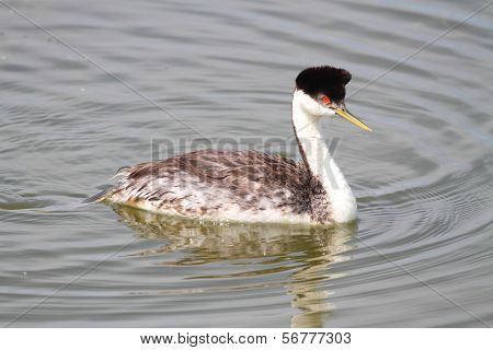 Western Grebe (aechmophorus Occidentalis)