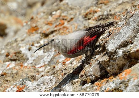 The Wallcreeper (Tichodroma muraria) in natural habitat