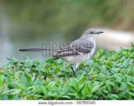 Northern Mockingbird