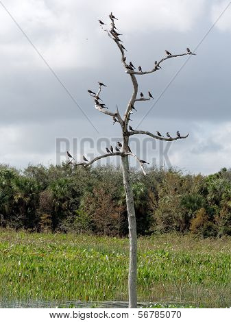 For the Birds