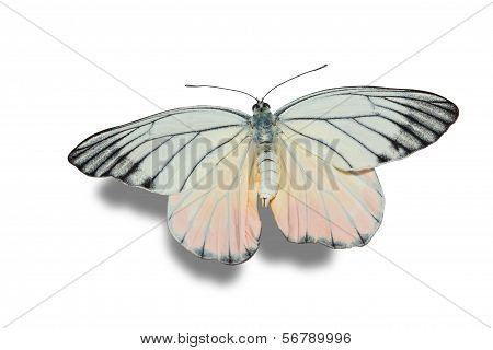 Painted Jezebel Butterfly On White Background