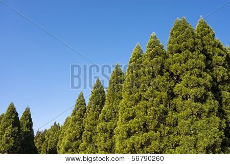 Japanese cedar forest