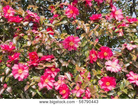 Scene Of Sasanqua Flowers Are In Bloom A Lot