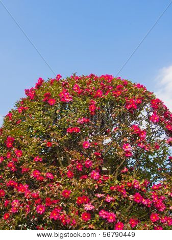 Sasanqua Flowers Are In Bloom A Lot