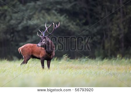 Red deer in the clearing.
