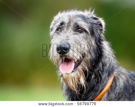 Scottish Wolfhound