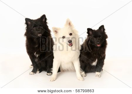 Three Volpino Italiano Dogs