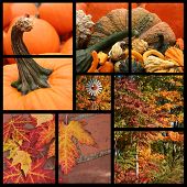Fall Collage