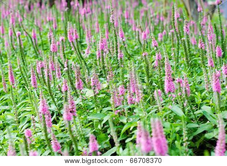 Beautiful Purple Spiked Speedwell