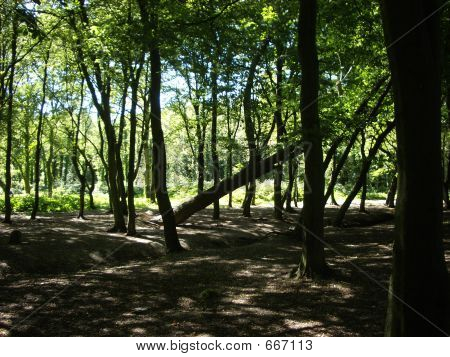 Wald-Szene