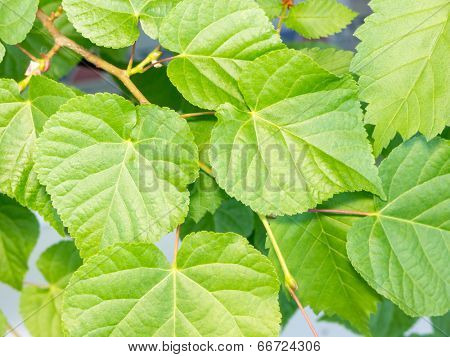 Leaf background.