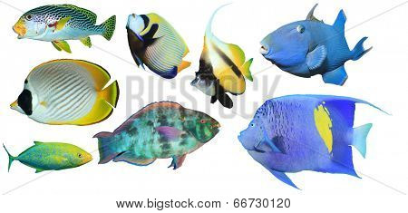 Tropical Reef Fish Collection isolated on white background