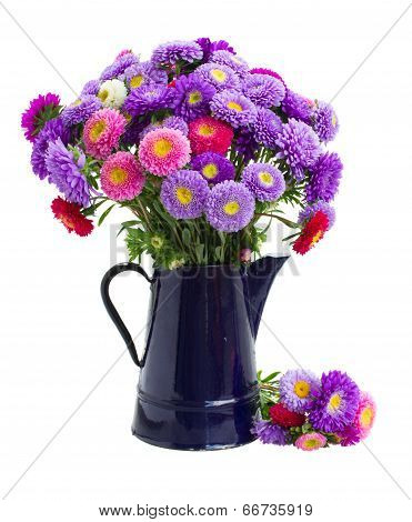 aster flowers