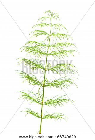 Horsetail Plant