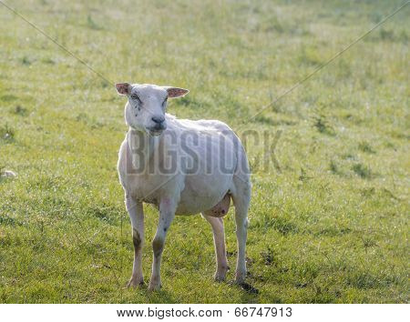 Just Shorn Sheep Stands In The Grass