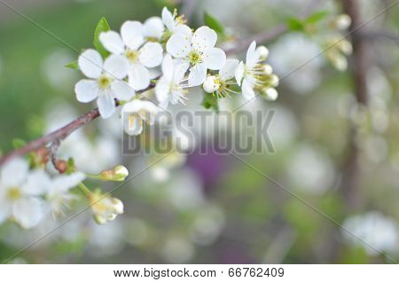 Spring flowers