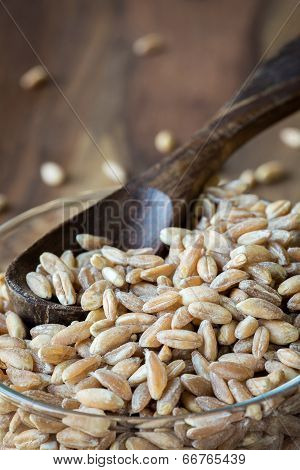 Farro