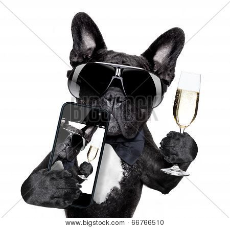 French Bulldog Selfie