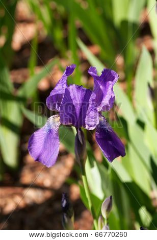 Purple Iris Flowe