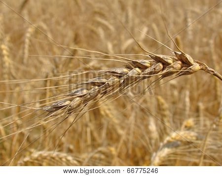 Spikelet closeup