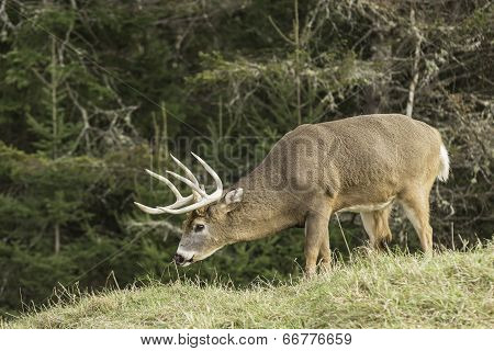 Wapiti in a forest