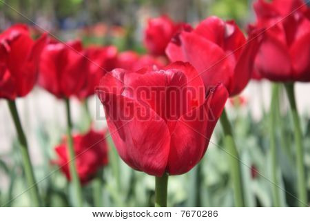Piros tulipán