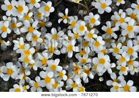 Fleurs aquatiques sauvages