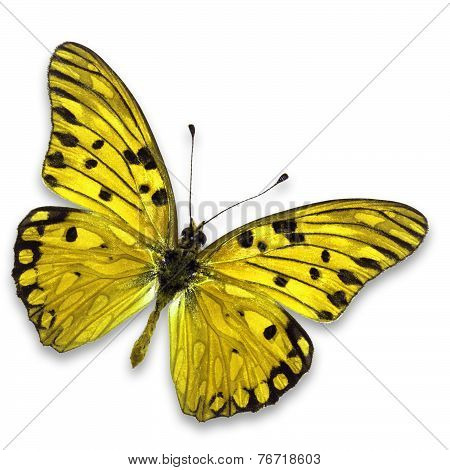 Yellow Butterfly