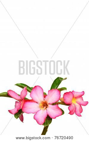 Floral background. Close up of Tropical flower Pink Adenium. Desert rose on White background.