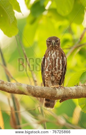 Brown Boobook (ninox Scutulata)