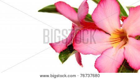 Floral background. Close up of Tropical flower Pink Adenium. Desert rose on White background.