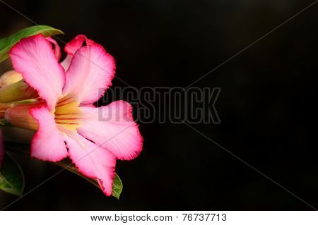 Floral background. Close up of Tropical flower Pink Adenium. Desert rose on Black background.