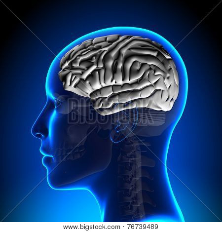 Female Brain Anatomy - White Brain