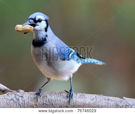 Jay with a Peanut Treat