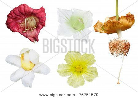 Tropical Flower Set