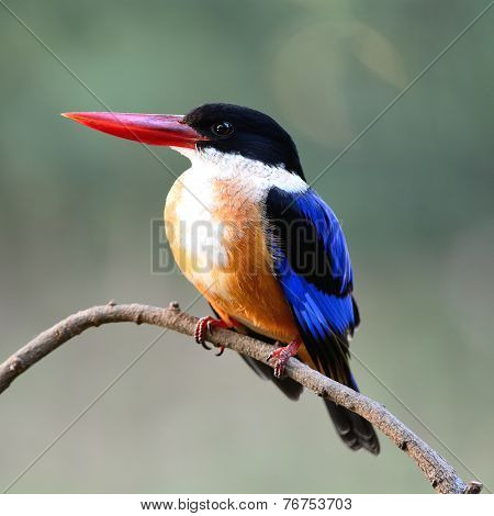 Black-capped Kingfisher