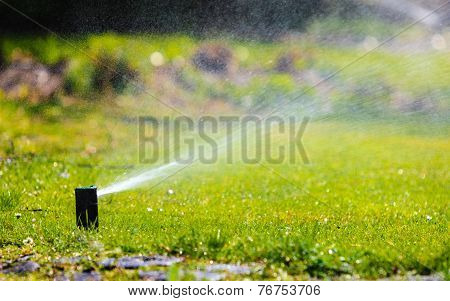 Gardening. Lawn Sprinkler Spraying Water Over Grass.