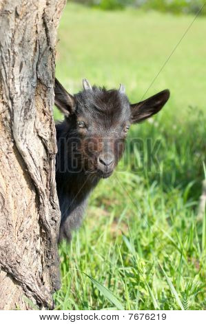 Grappige zwarte Goatling kijken uit de stam van de boom