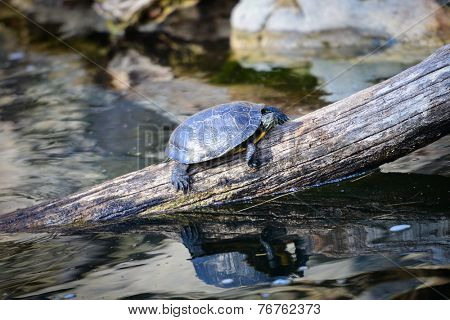 Turtle